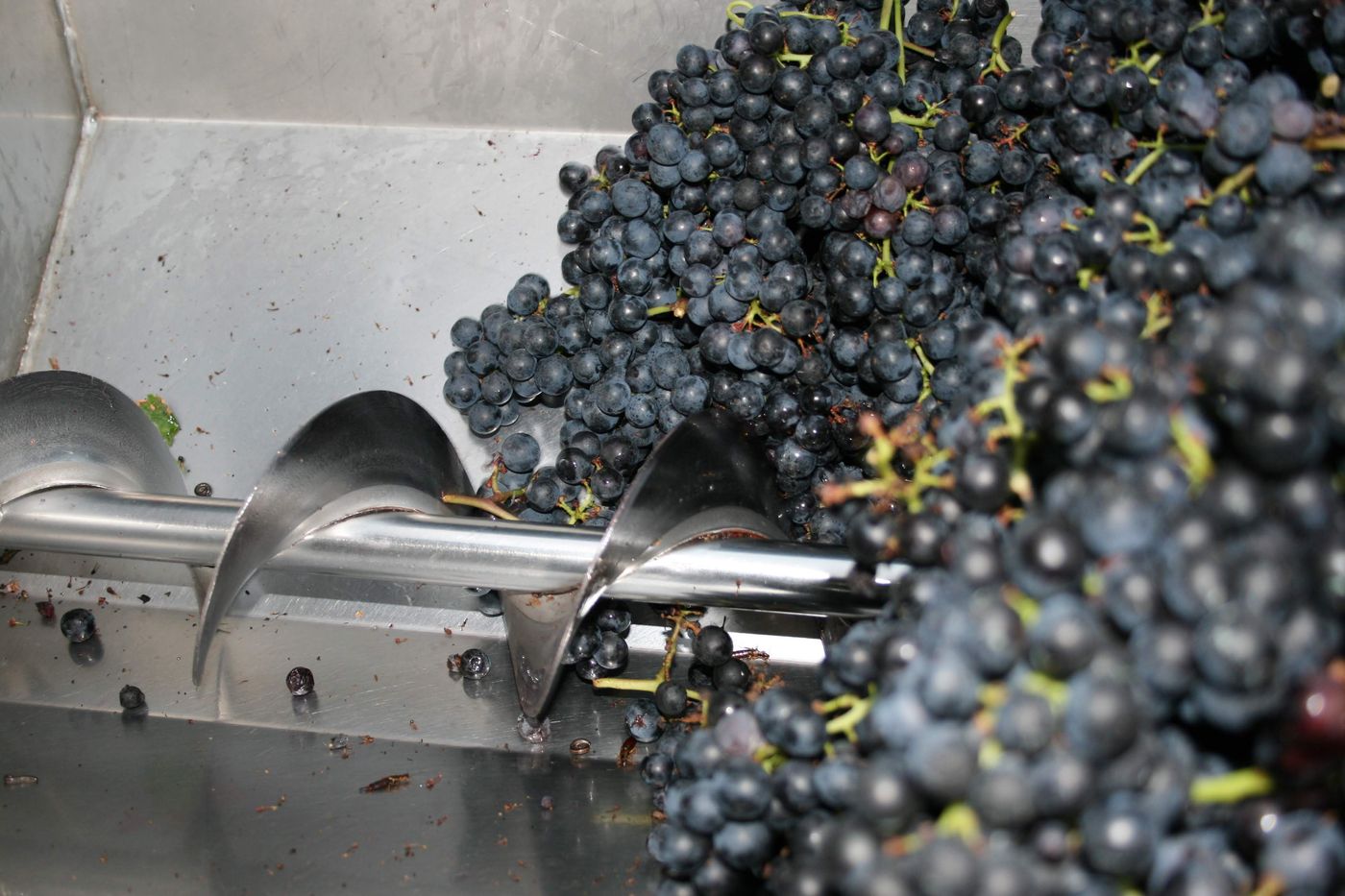 Pigiatura dell'uva in cantina