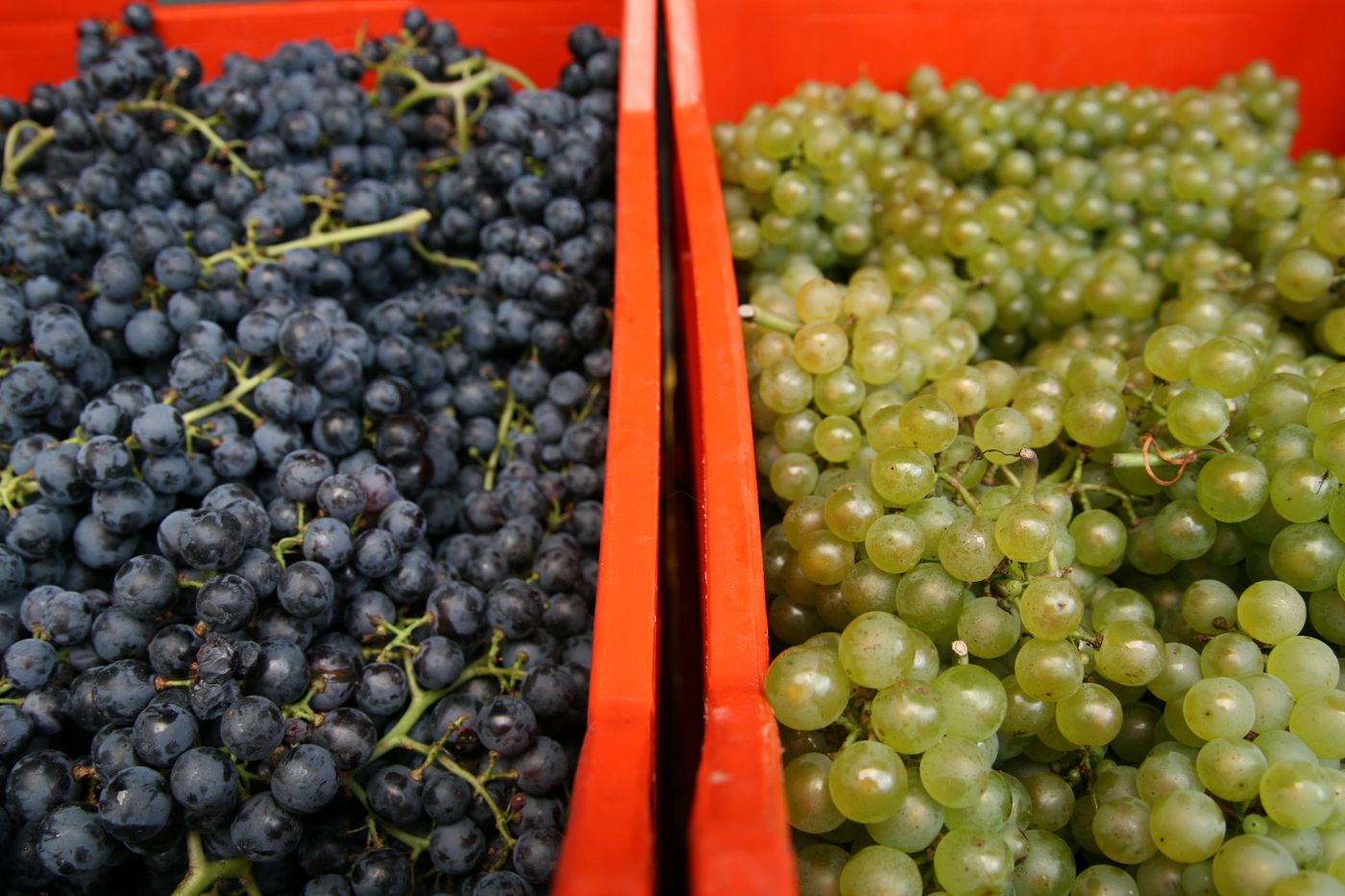 Uve rosse e bianche appena vendemmiate
