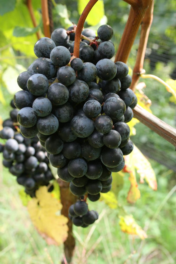 Grappolo di Merlot maturo sulla pianta