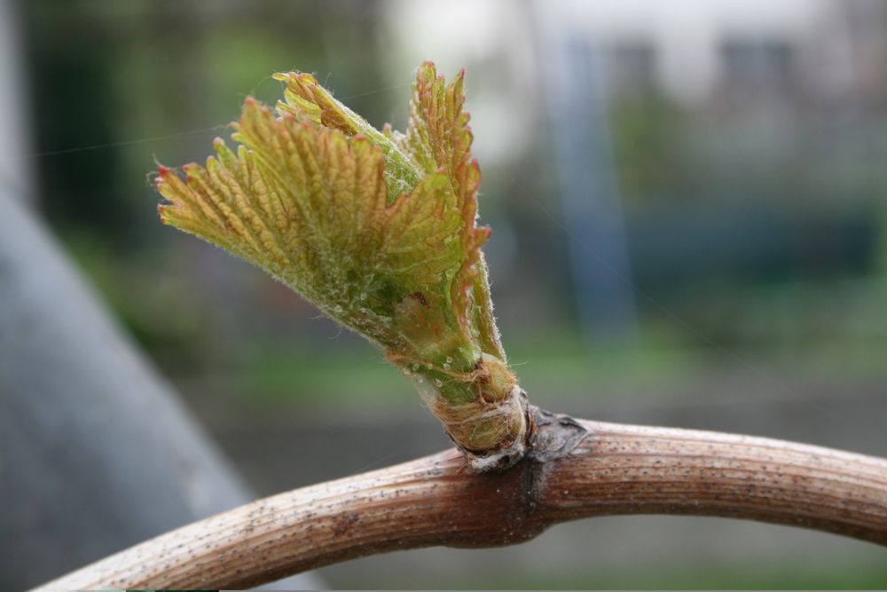 Germoglio di vite in primavera