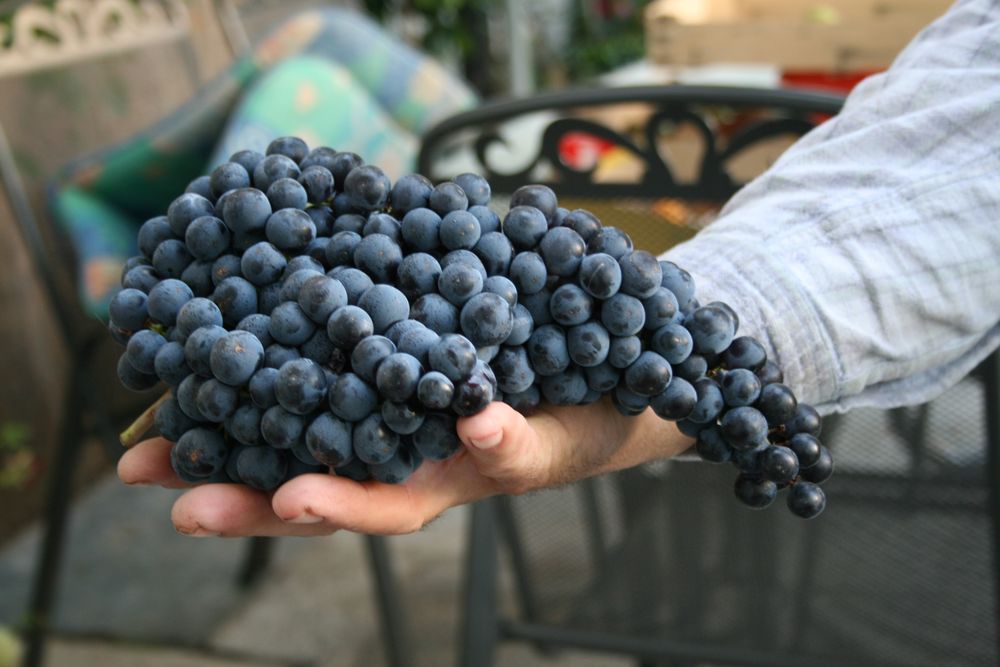 Grappoli appena raccolti tenuti in mano
