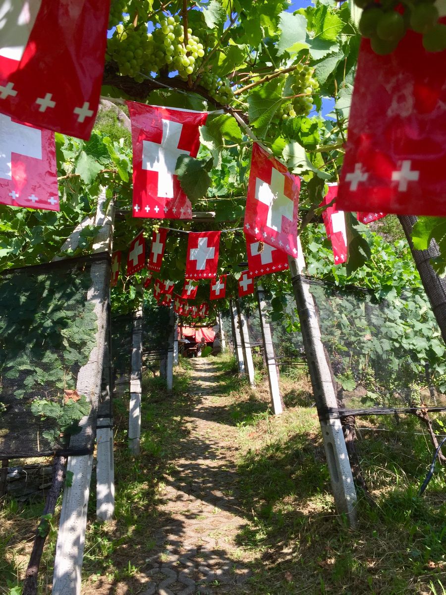 Brunch in vigna alla Cantina MaGiRo