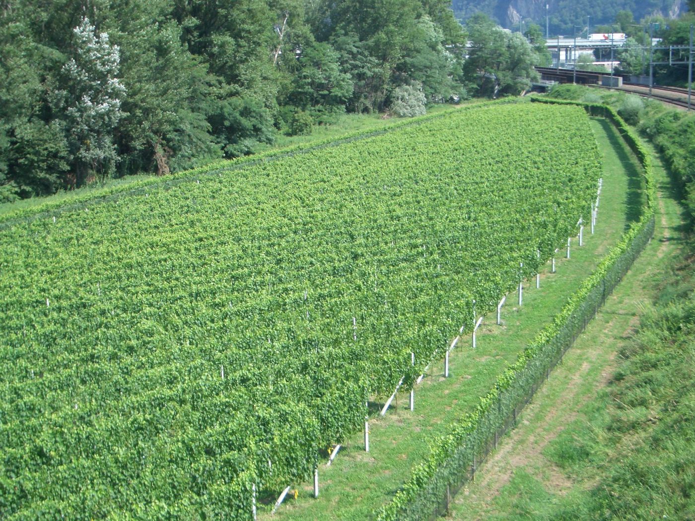 Vigneto dell'azienda nel fondovalle del Bellinzonese
