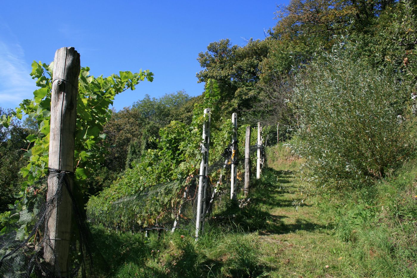 Filari della vigna