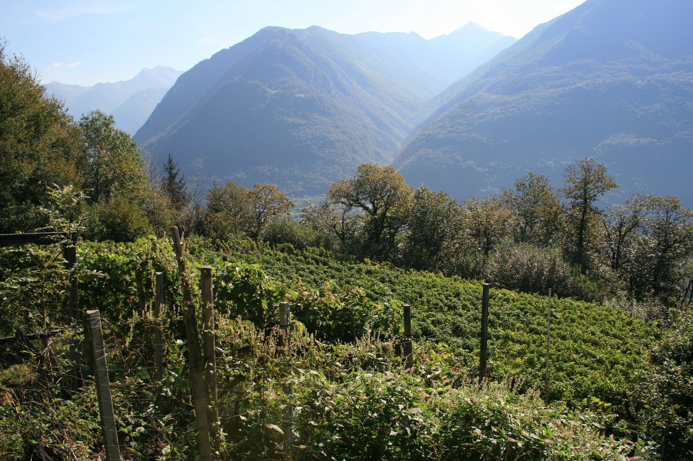 Filari della vigna