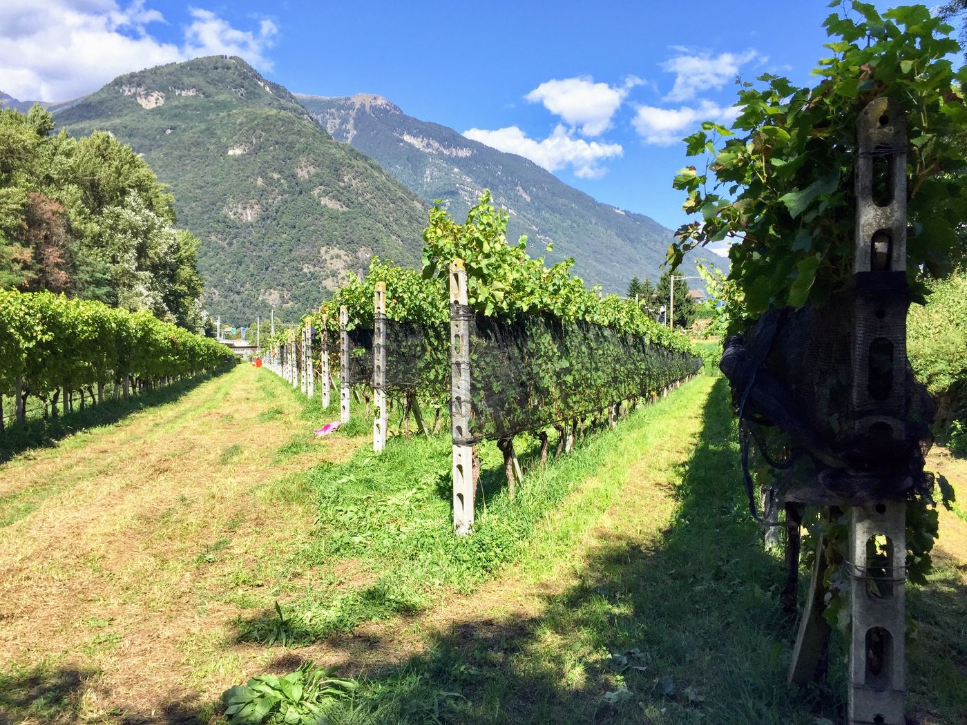 Filari con le montagne del Bellinzonese sullo sfondo