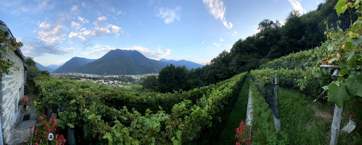 Vista panoramica sulle vigne e la valle