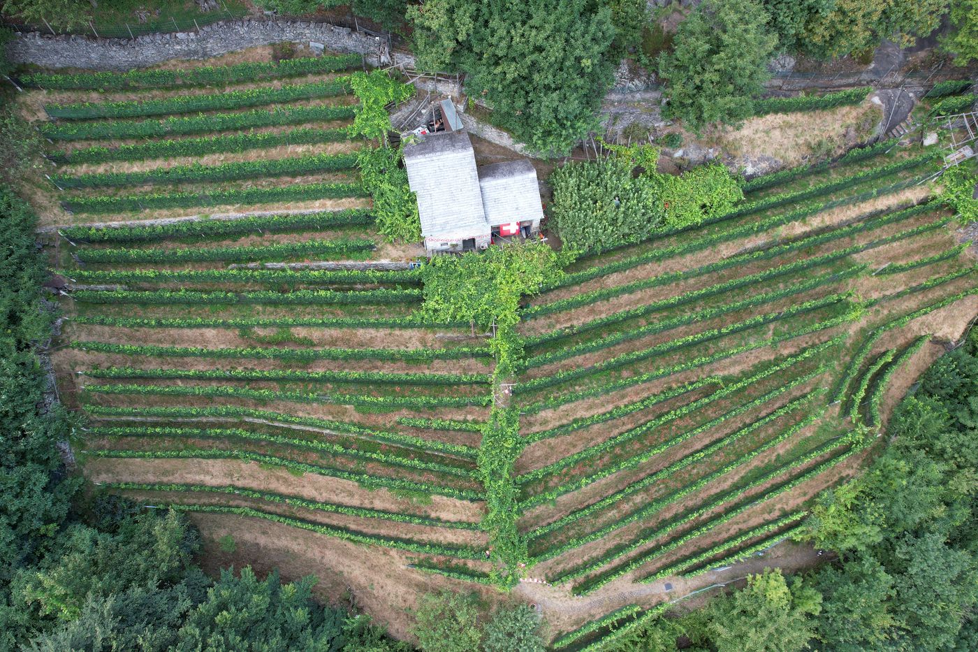 Le vigne riprese dall'alto