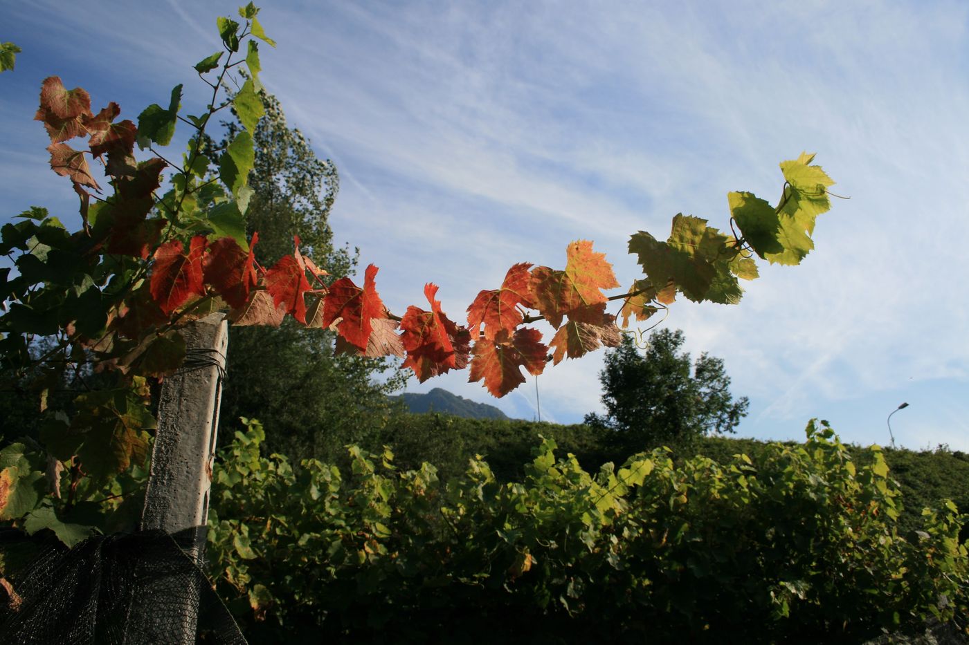 Filari della vigna